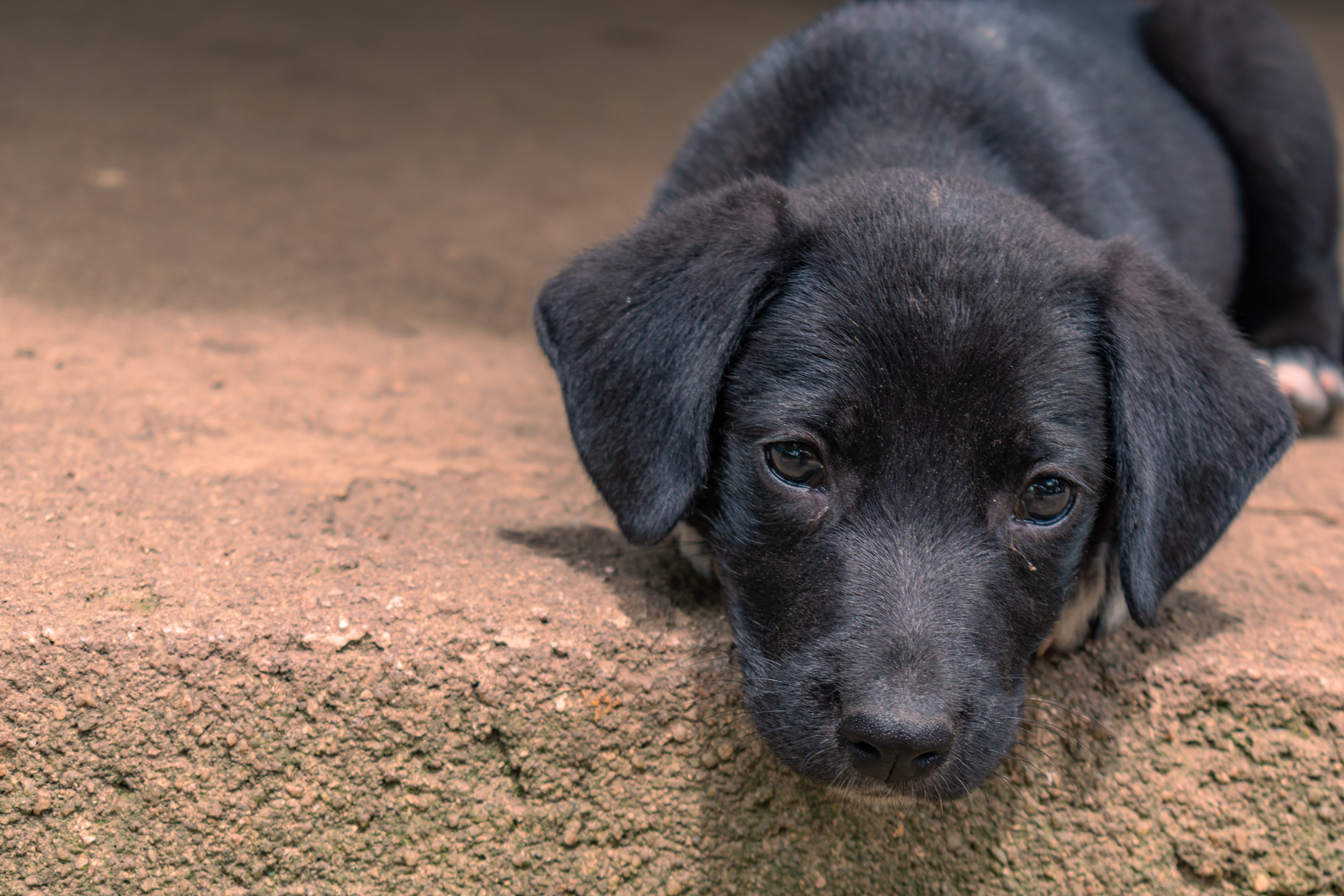 Perros criollos - Getty Images