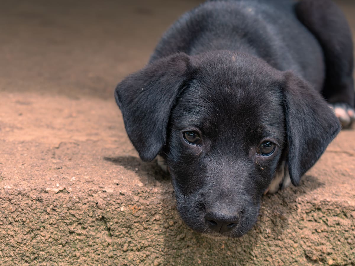 ¿Viven más o menos? Años que vive un perro que no es de raza, según veterinarios