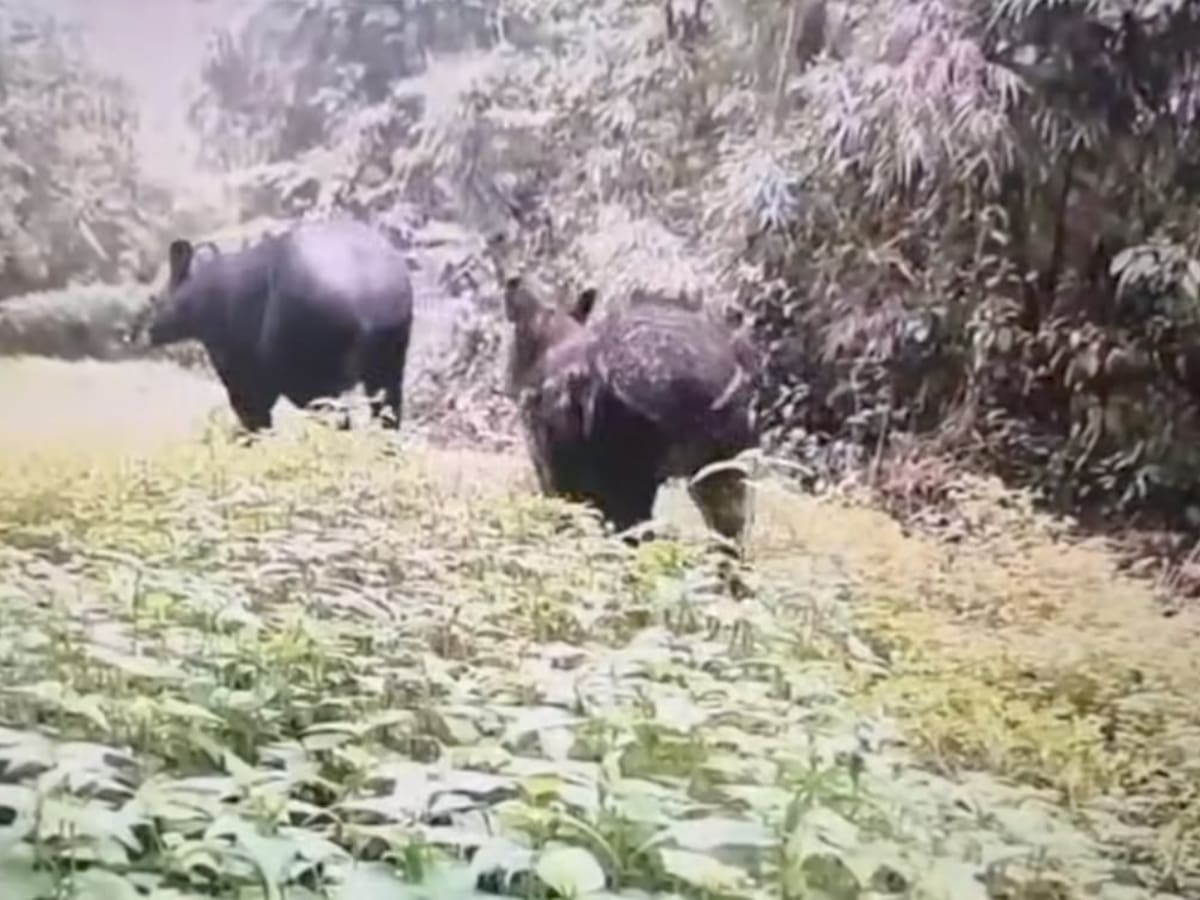 Se registraron 15 dantas de montaña y 3 crías en zona rural de Salento y Filandia en el Quindío