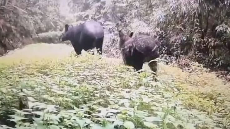 Carolina Valencia, bióloga de la CRQ