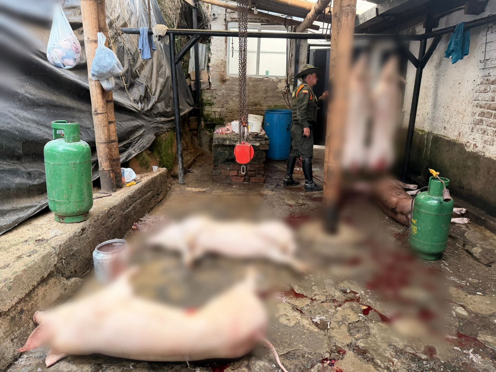 Centro de sacrificio clandestino en Popayán. Crédito: Policía Metropolitana de Popayán.