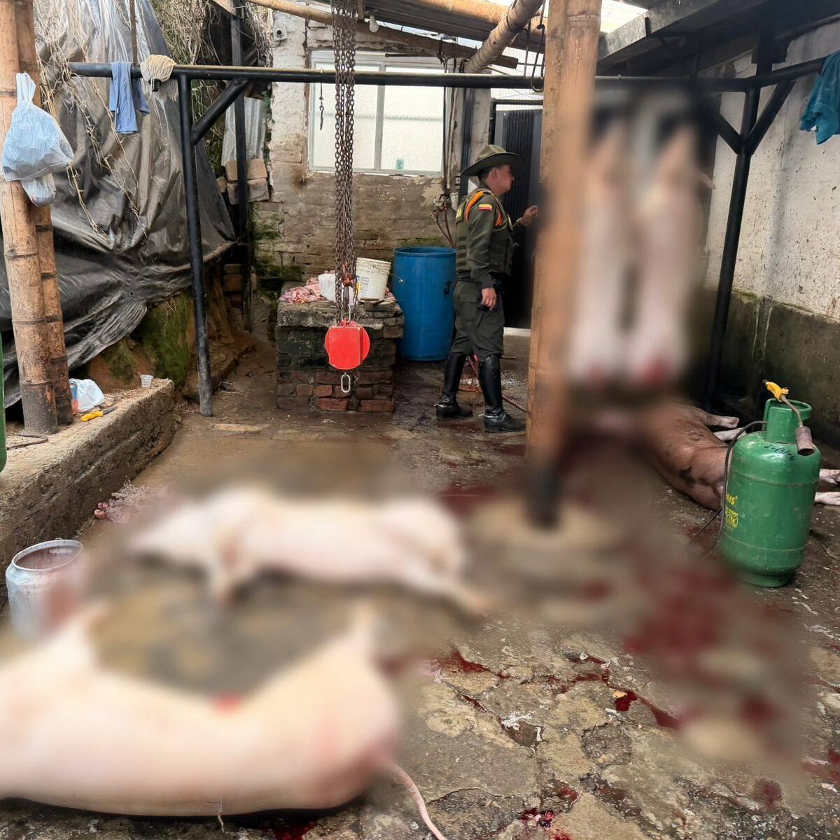 Desmantelan centro de sacrificio animal clandestino en Popayán
