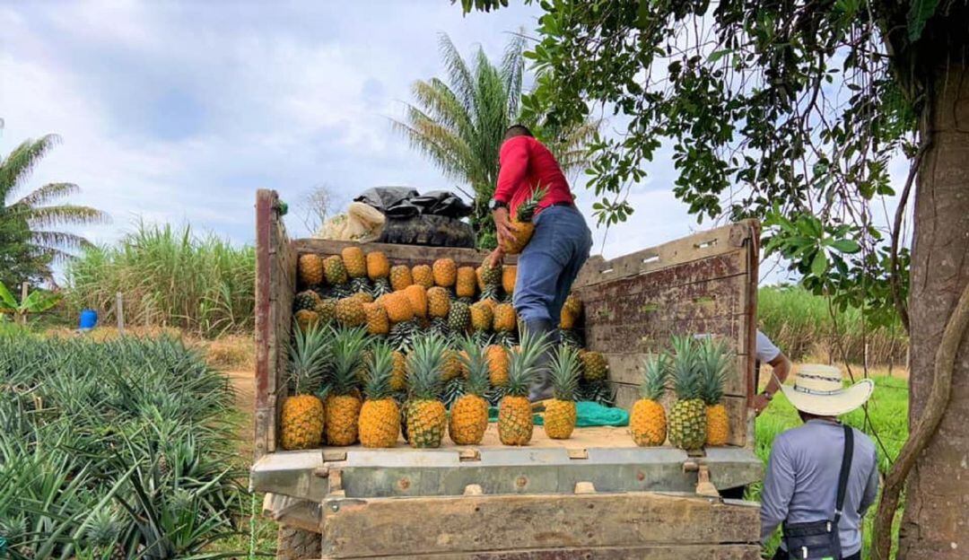 ExFARC comercializarán cultivo de piña en el Caquetá