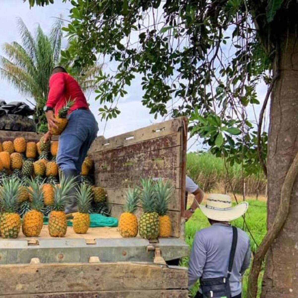 ExFARC comercializarán cultivo de piña en el Caquetá