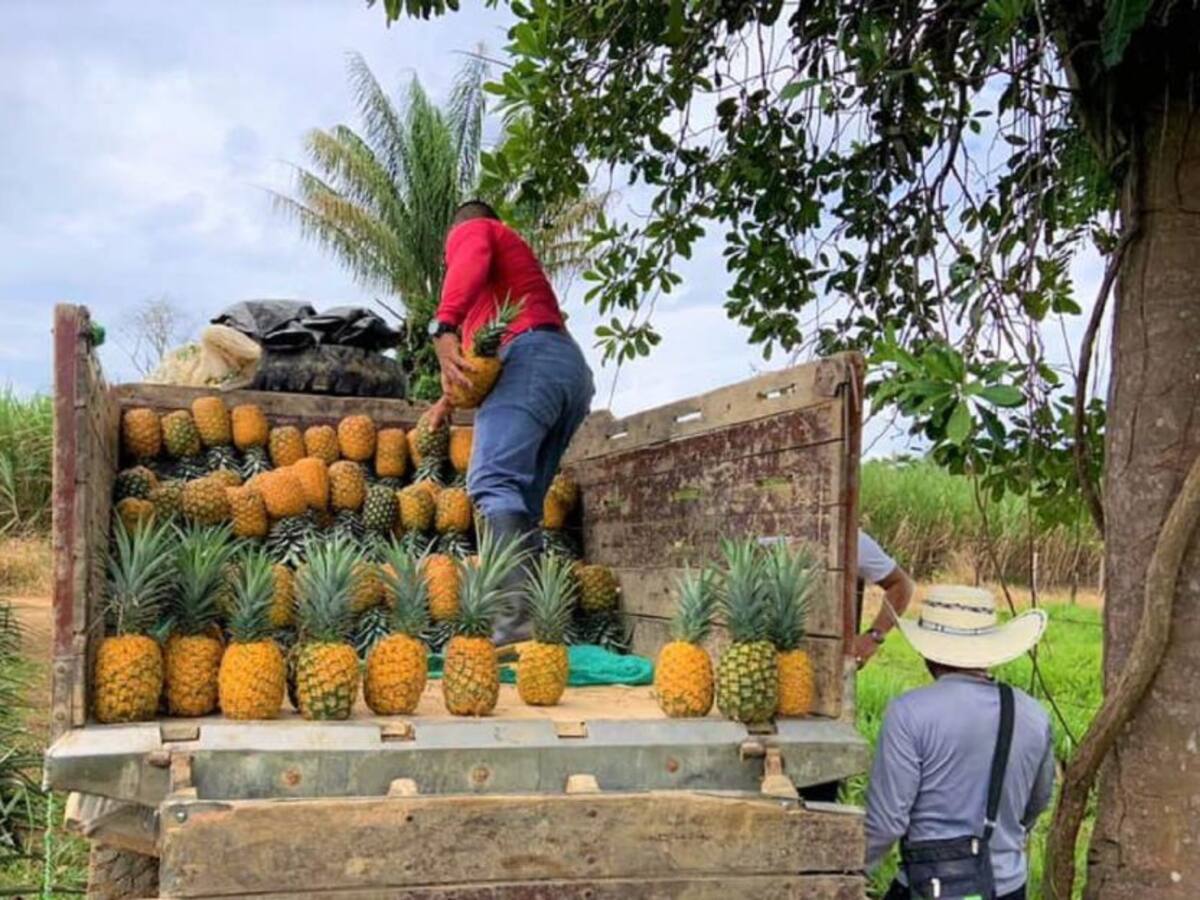 ExFARC comercializarán cultivo de piña en el Caquetá