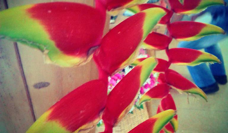 Las heliconias adornan el paisaje cultural cafetero.      