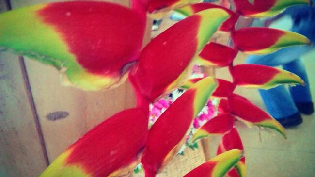 Las heliconias adornan el paisaje cultural cafetero.