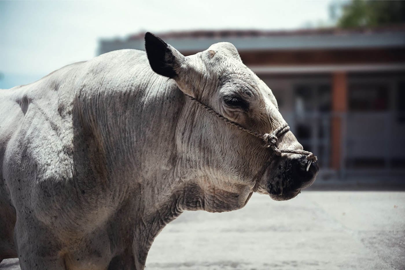 Campeón, toro jubilado de la Universidad Nacional. Foto: Laboratorio de Reproducción Animal , UNAL Sede Medellín.