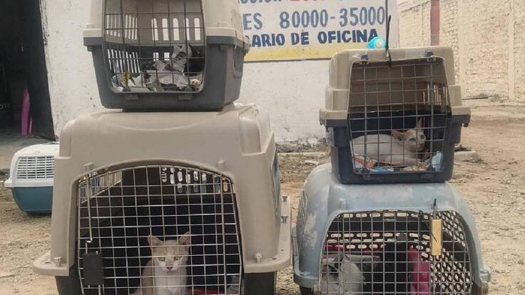 Los 278 gatos aún no pueden ser enviados a Bogotá