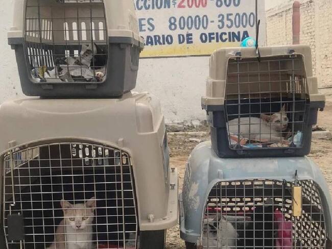 Los 278 gatos aún no pueden ser enviados a Bogotá
