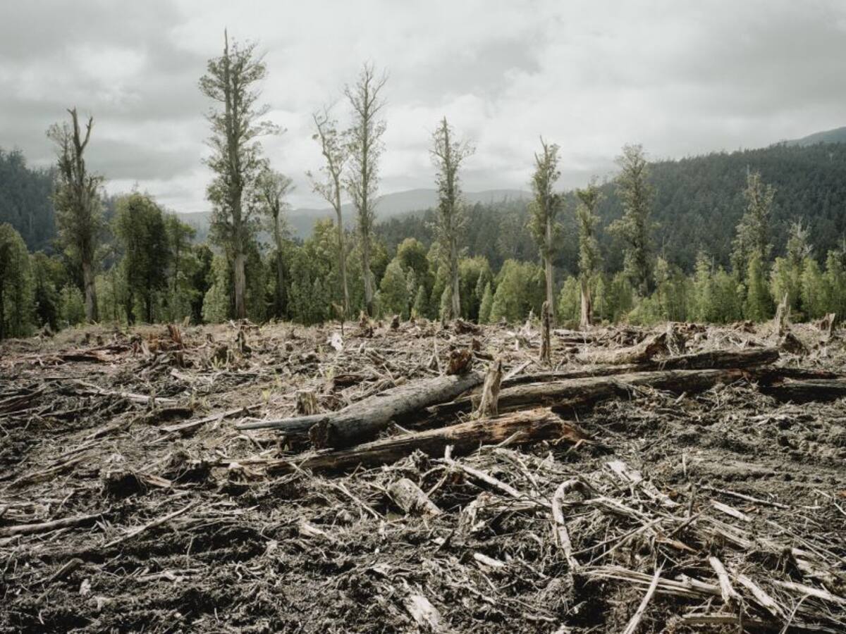 Colombia país de bosques