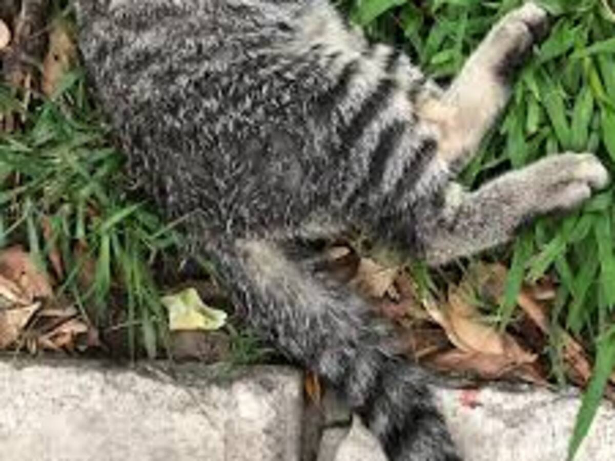 En Neiva, en medio de una riña un hombre decapitó a un gato