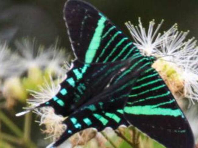 Reportan proliferación de mariposa que migra hacia países andinos en Girón