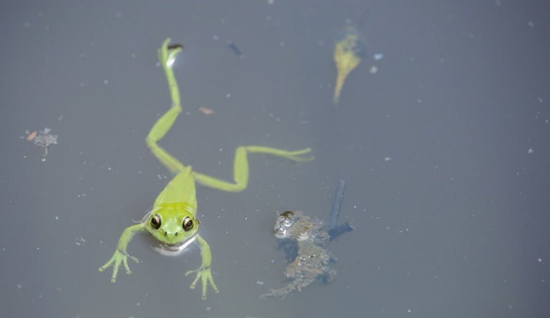 ¿Dónde reportar casos animales silvestres en Bogotá?