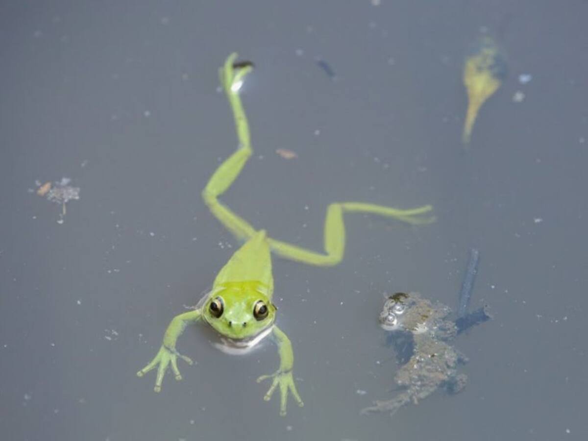 ¿Dónde reportar casos de animales silvestres en Bogotá?