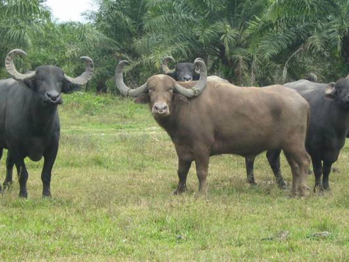 Colombia se abre mercado en el Líbano para la exportación de búfalos