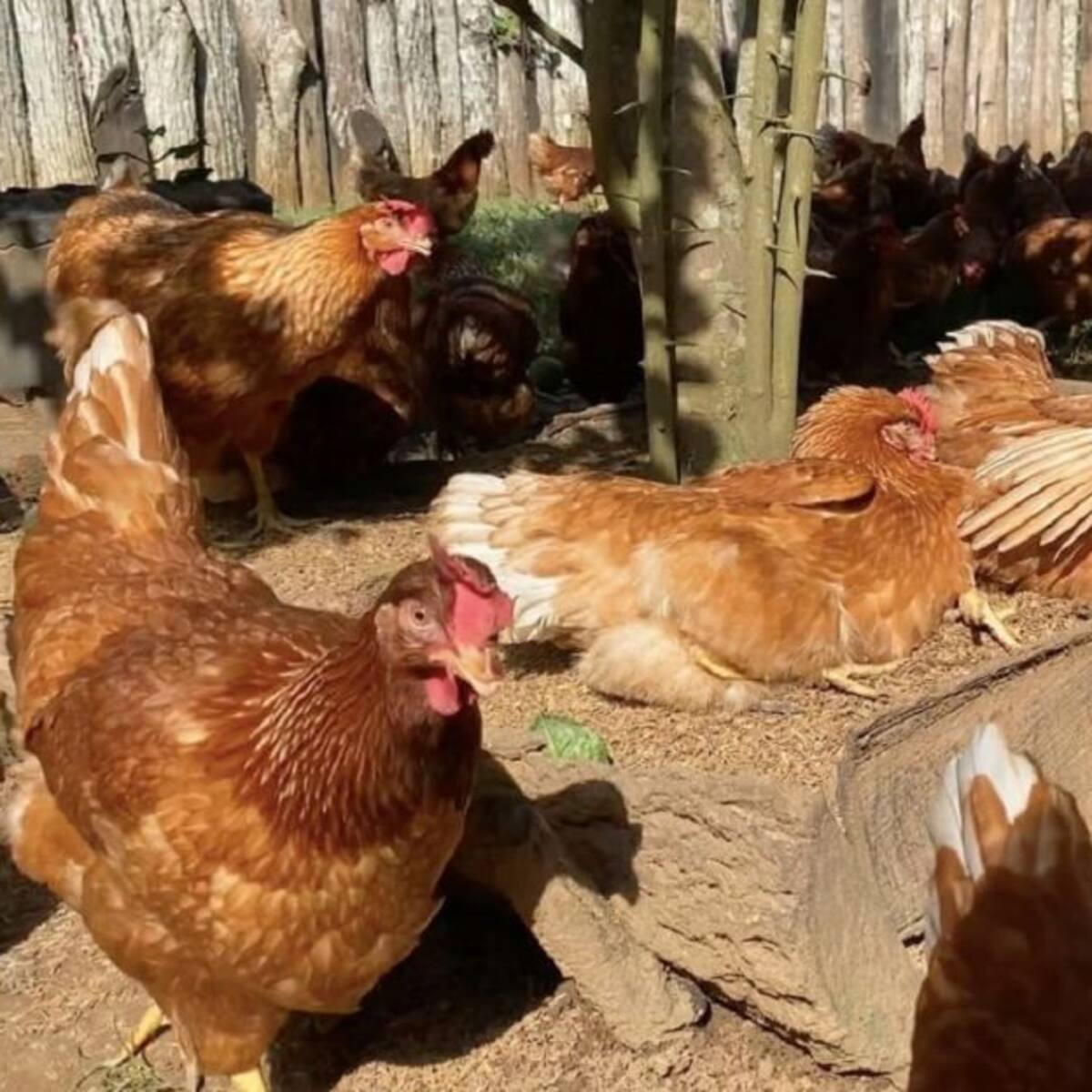 En Sucre las gallinas mejoran sus huevos cuando escuchan champeta