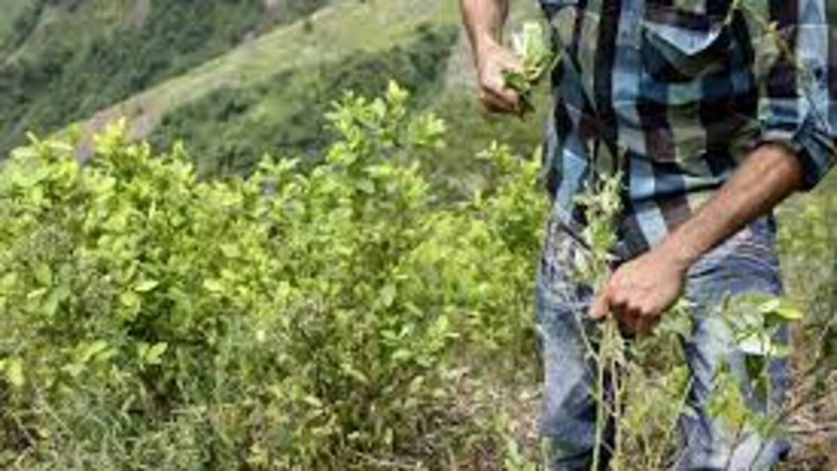 “Grupos armados buscan apropiarse del territorio en Caquetá y Putumayo” Indepaz