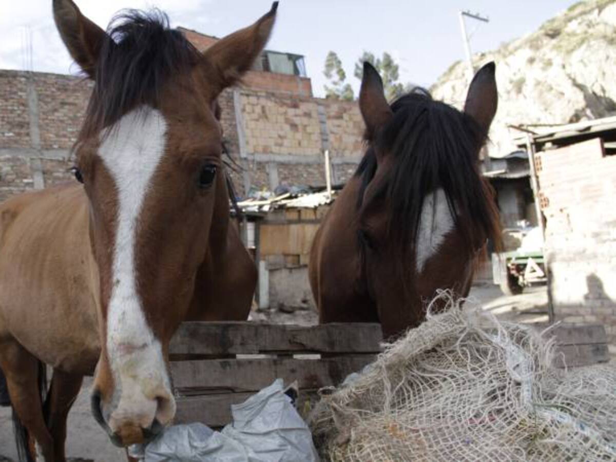 Carreteros de Soacha entregan más de 100 caballos a centros de atención