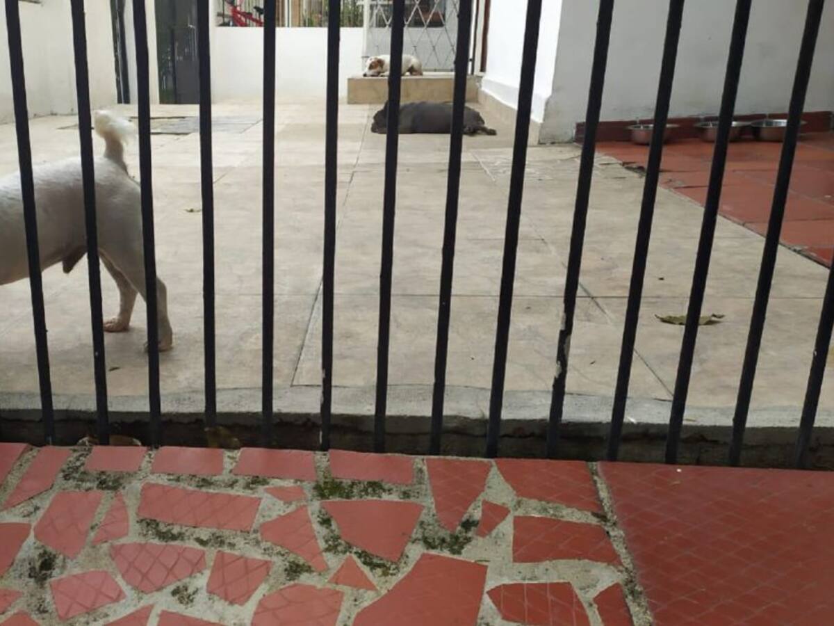 Sellan criadero de perros por irregular funcionamiento