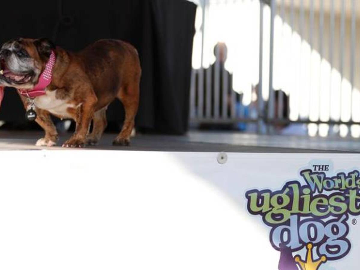 Conozca el perro más feo del mundo