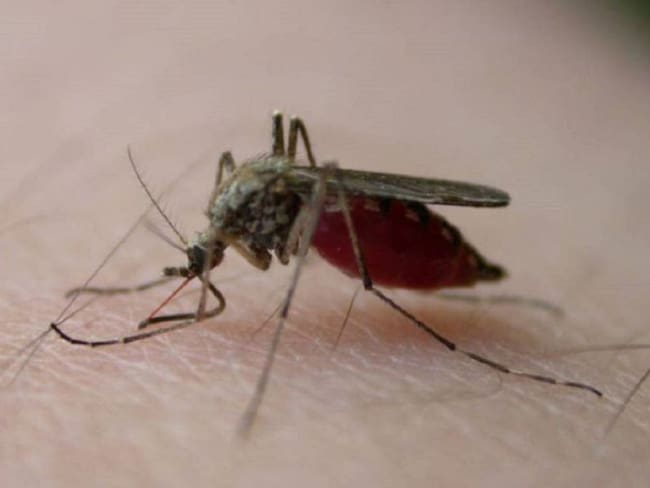 Más de 14 mil casos de dengue se registran en Colombia