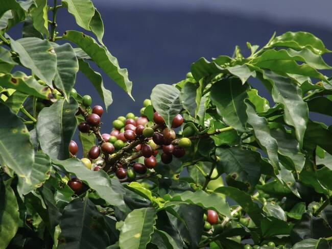 Falta de recolectores de café se reporta en Tolima