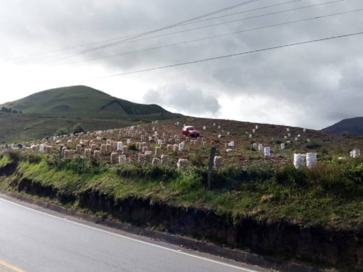 Productores de papa en Norte de Santander afectados por sobreoferta