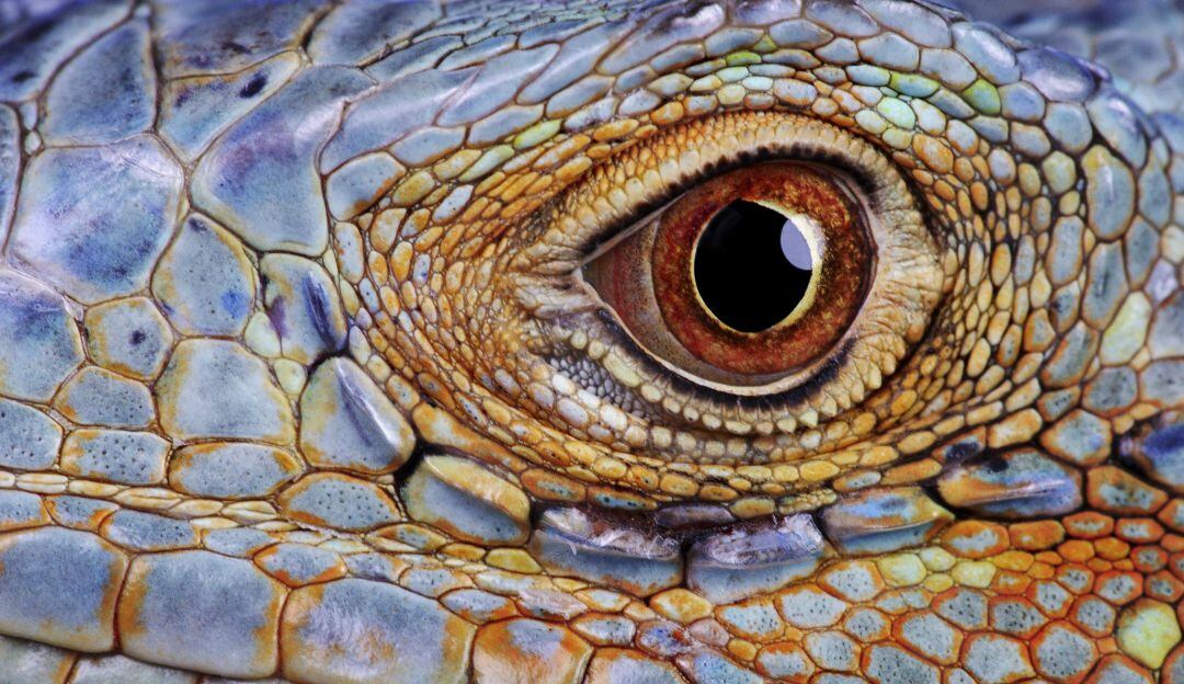 WWF compartió una lista con 224 nuevas especies