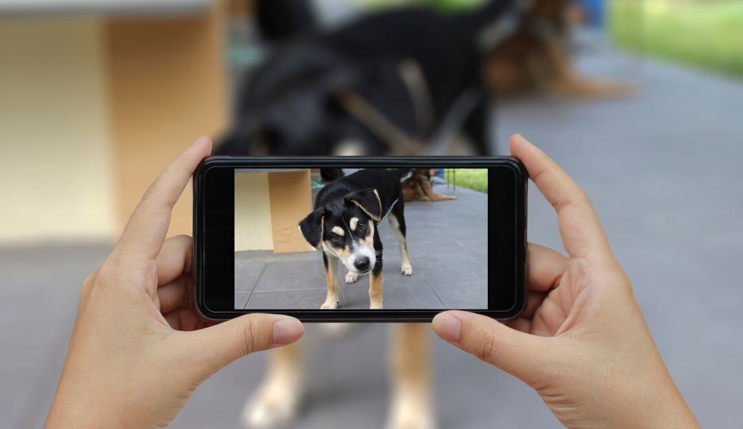 DogPhone, el teléfono con el que un perro llamado Zack llama a su dueña