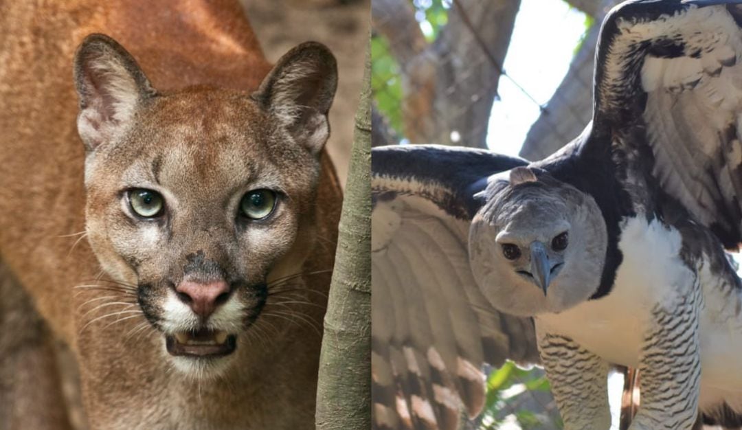 El Puma y el águila harpía