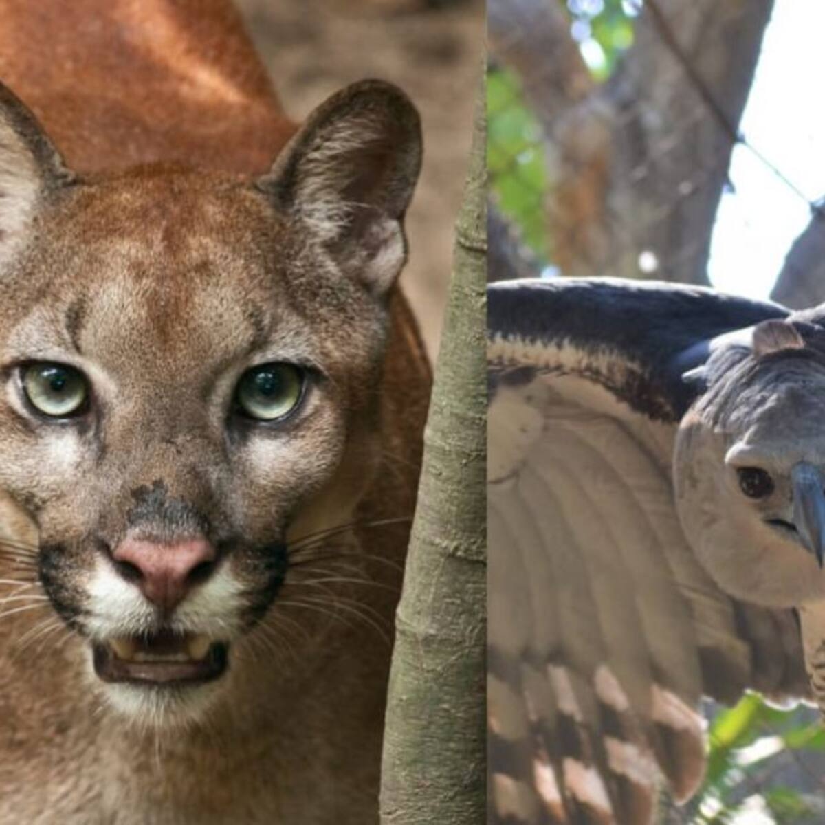 El Puma y el Águila, finalistas en elecciones del Zoológico de Barranquilla