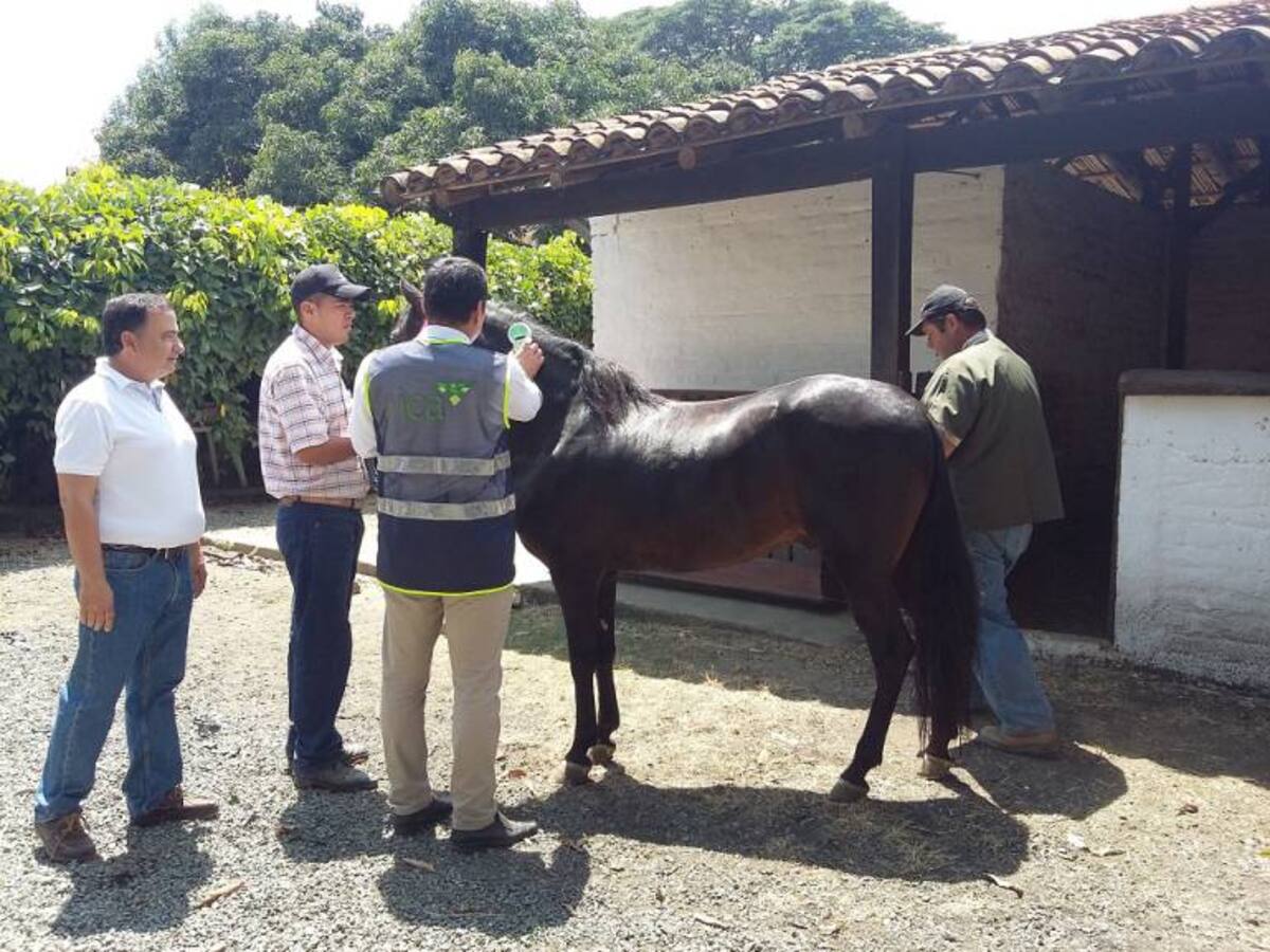 Con paso fino, equinos del Valle del Cauca llegan a EE.UU.