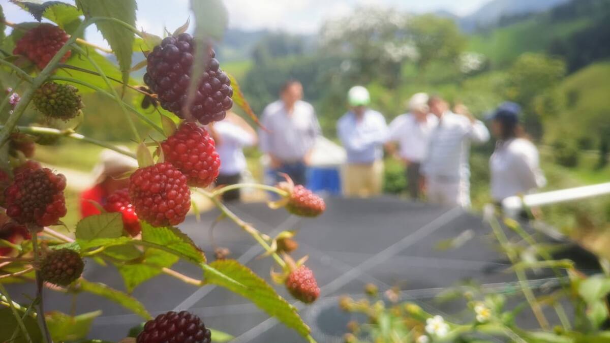 Mejores precios para la mora piden productores de Risaralda