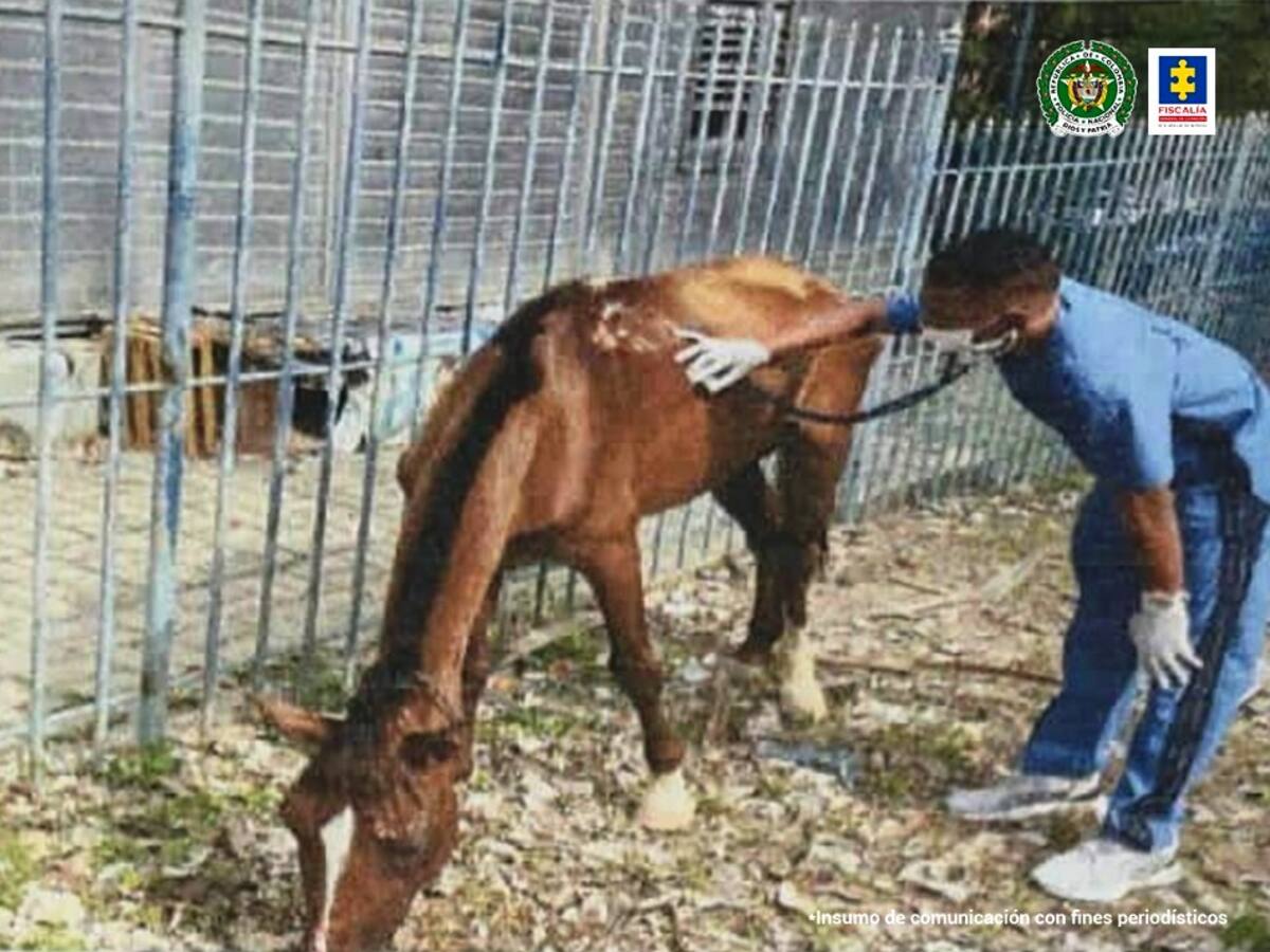 Judicializado hombre que habría sometido a un caballo a mover cargas pesadas