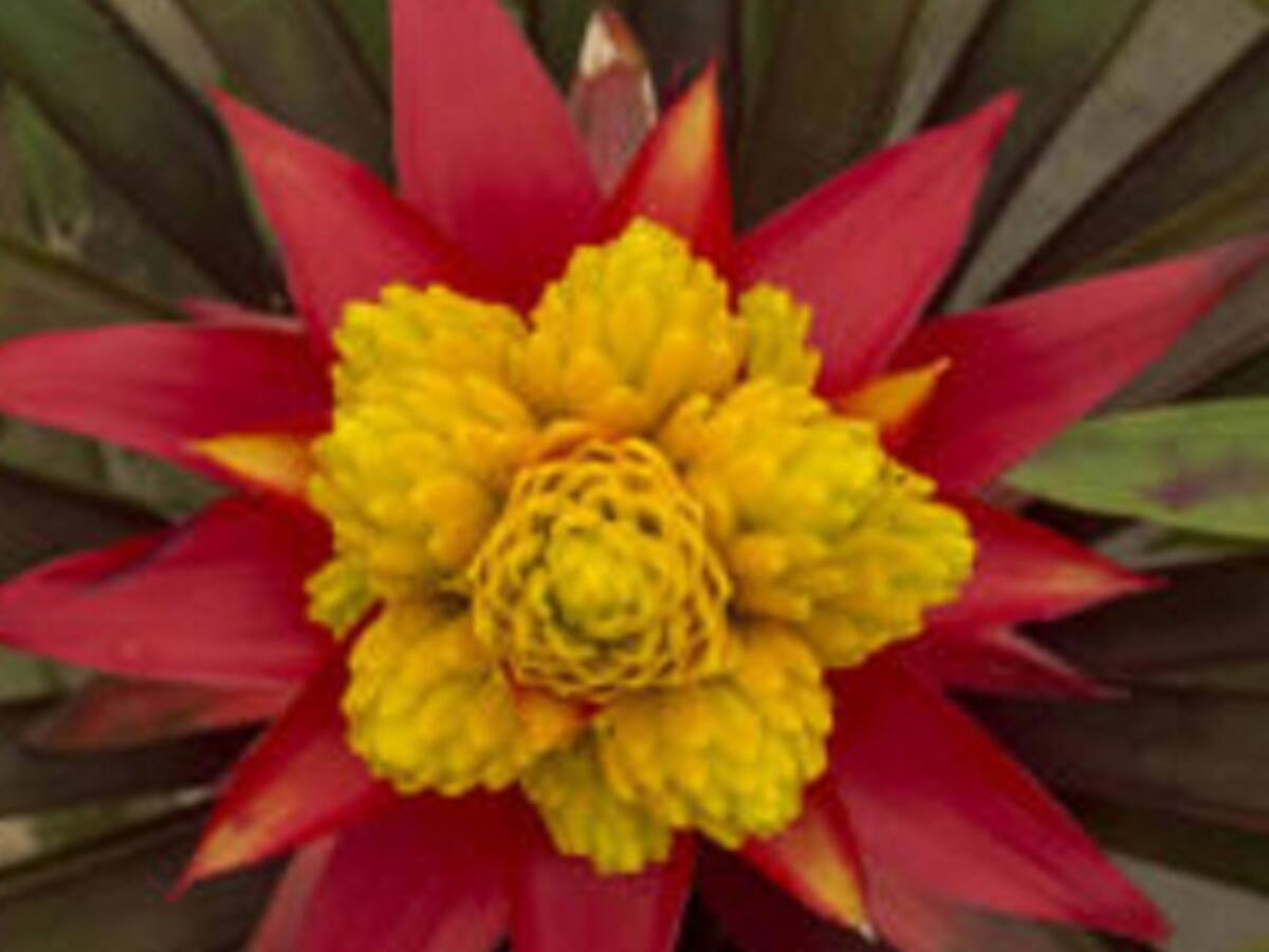 El alemán de las Bromelias