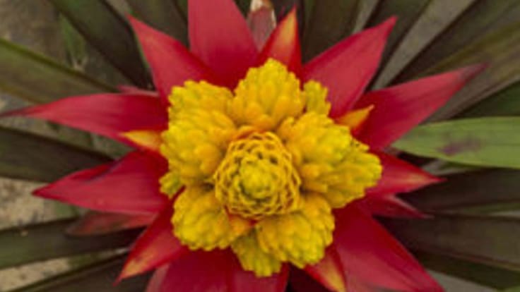 El alemán de las Bromelias