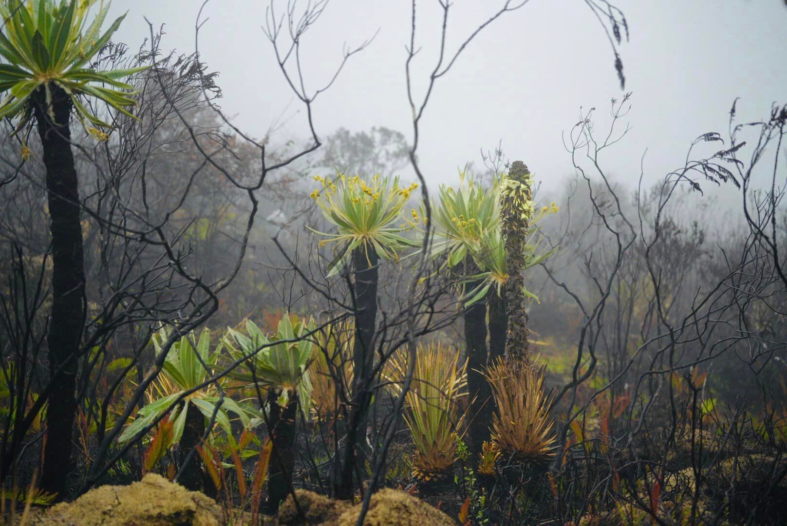 Viracachá busca recuperar la vegetación nativa en bosques y páramos