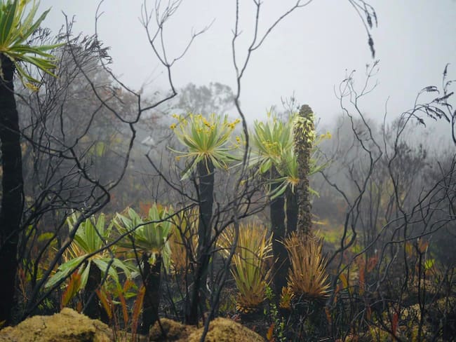 Viracachá busca recuperar la vegetación nativa en bosques y páramos