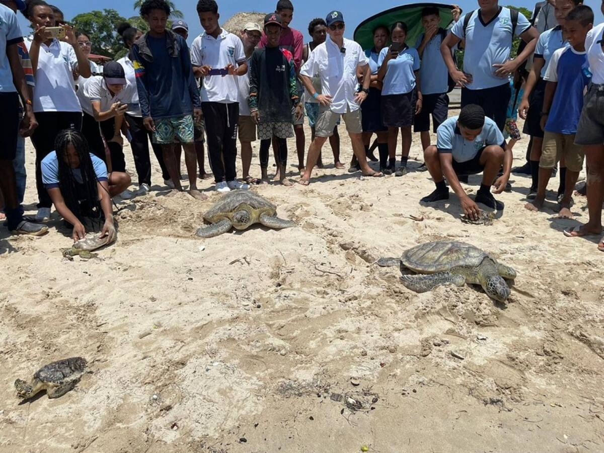 Liberaron cinco tortugas marinas en Isla Fuerte, zona insular de Cartagena
