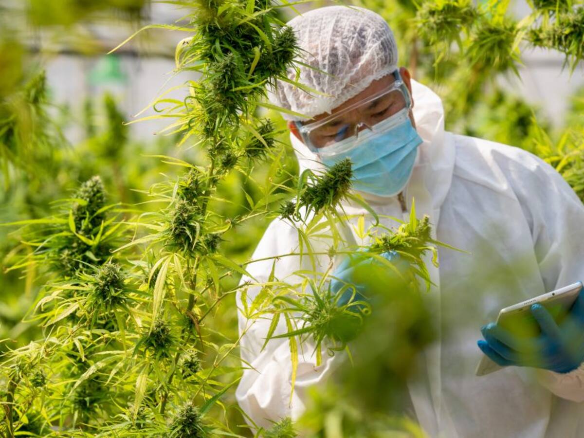 Los vacíos legales que deja la regulación de cannabis de uso industrial