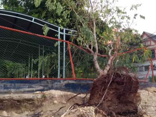 Fuertes vientos tumbaron árboles y redes de energía en Barranquilla