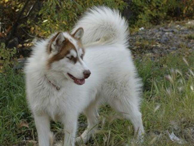 Los perros más caros del mundo