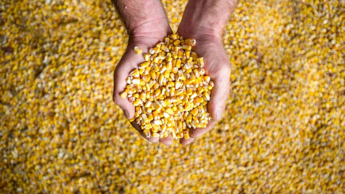 Se suspenden aranceles de maíz, sorgo y soya por 3 meses