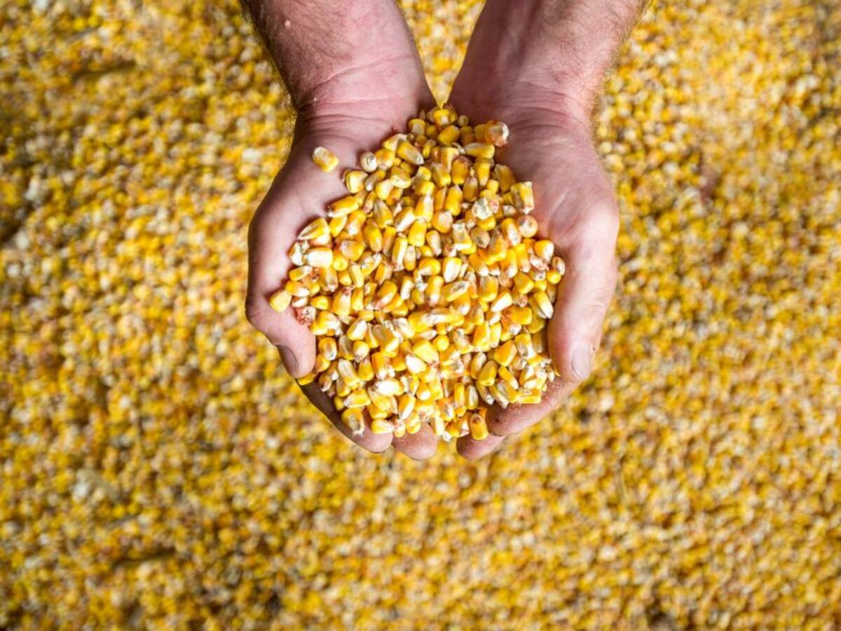 Se suspenden aranceles de maíz, sorgo y soya por 3 meses