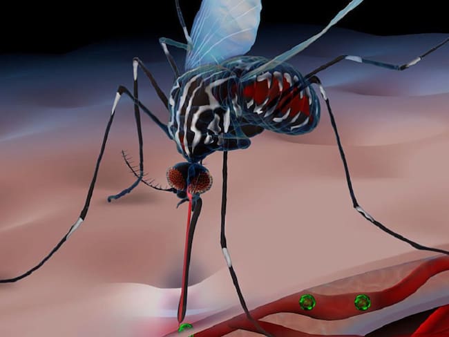 Mosquito Tigre, la nueva amenaza que transmite virus como Dengue o el Zika