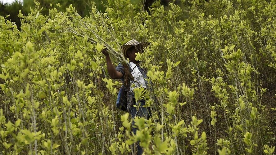 El acuerdo prevé invertir 315 millones de dólares para alejar a los agricultores del cultivo de coca, con la que se elabora la cocaína, y orientarlos hacia otros tipos de cultivo como café o cacao. Foto: Colprensa