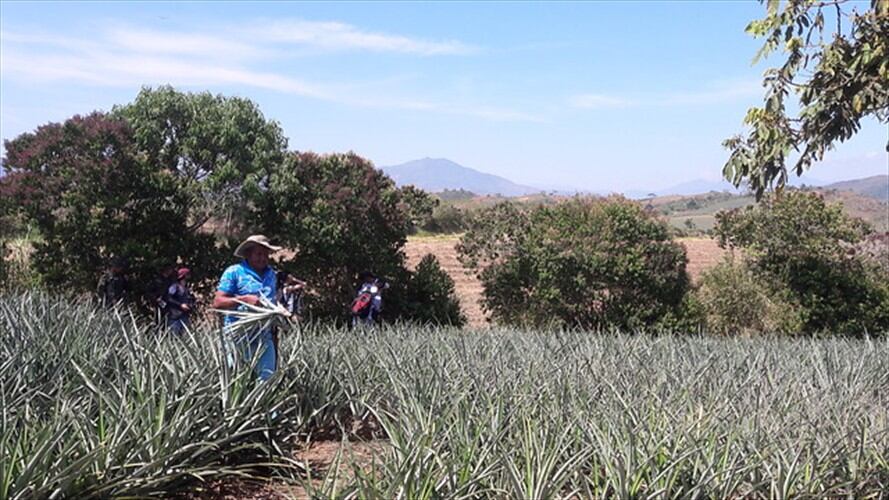 Hectáreas inadjudicables. Foto: Colprensa