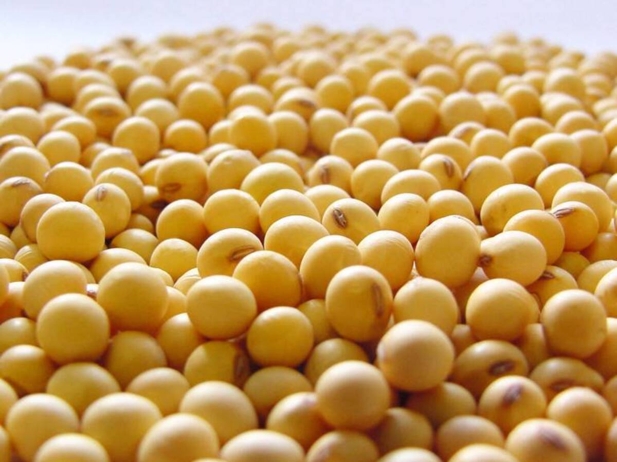 En Colombia se produce más soya para consumo animal que para ingesta humana