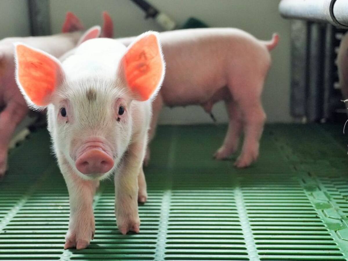 En medio de la Pandemia, desde Buga exportan cerdos a Hong Kong